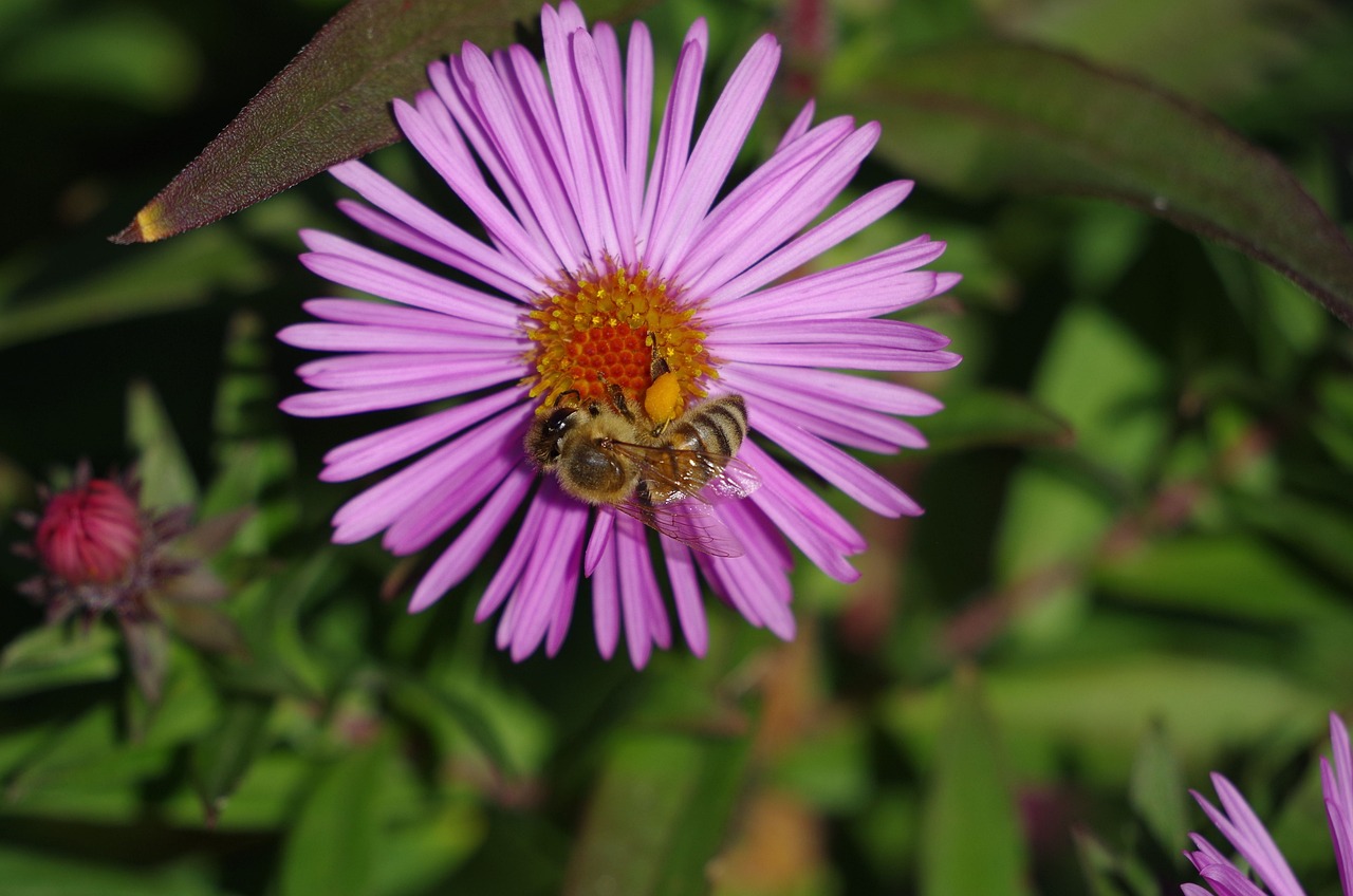 夢幻花園官方最新版下載，探索虛擬花卉世界的全新體驗之旅