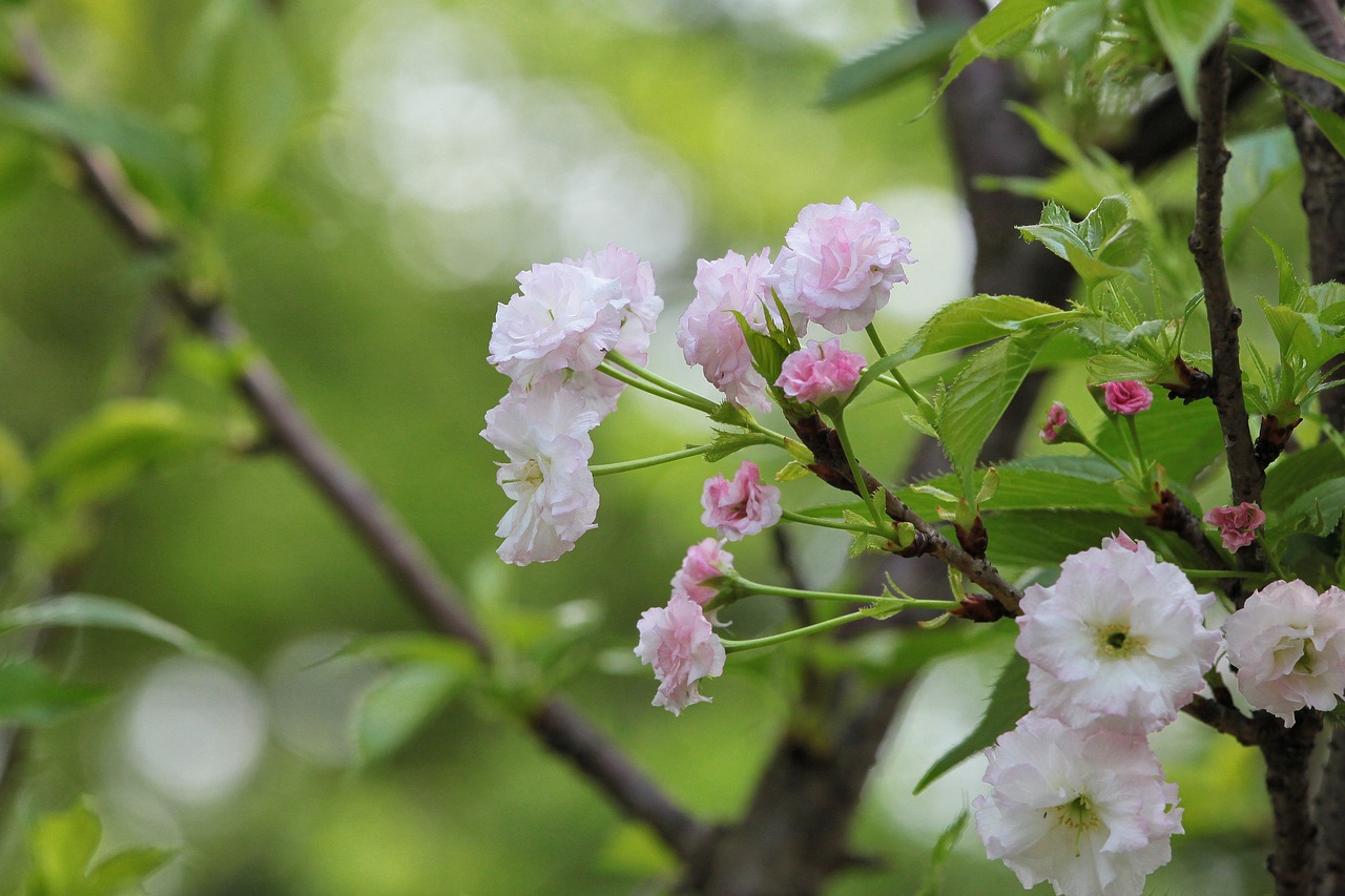 煙臺柏林春天最新動態(tài),城市蓬勃發(fā)展的新篇章