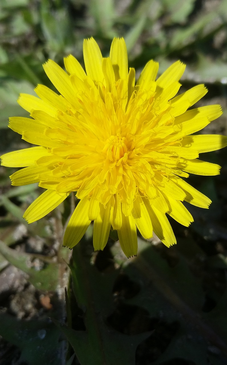 黔西花開城最新動態(tài)，新篇章綻放之花