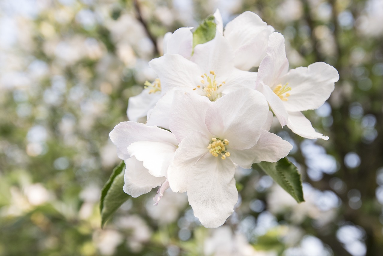 探索梅花詩(shī)韻，揭秘2016最新正版梅花詩(shī)的魅力