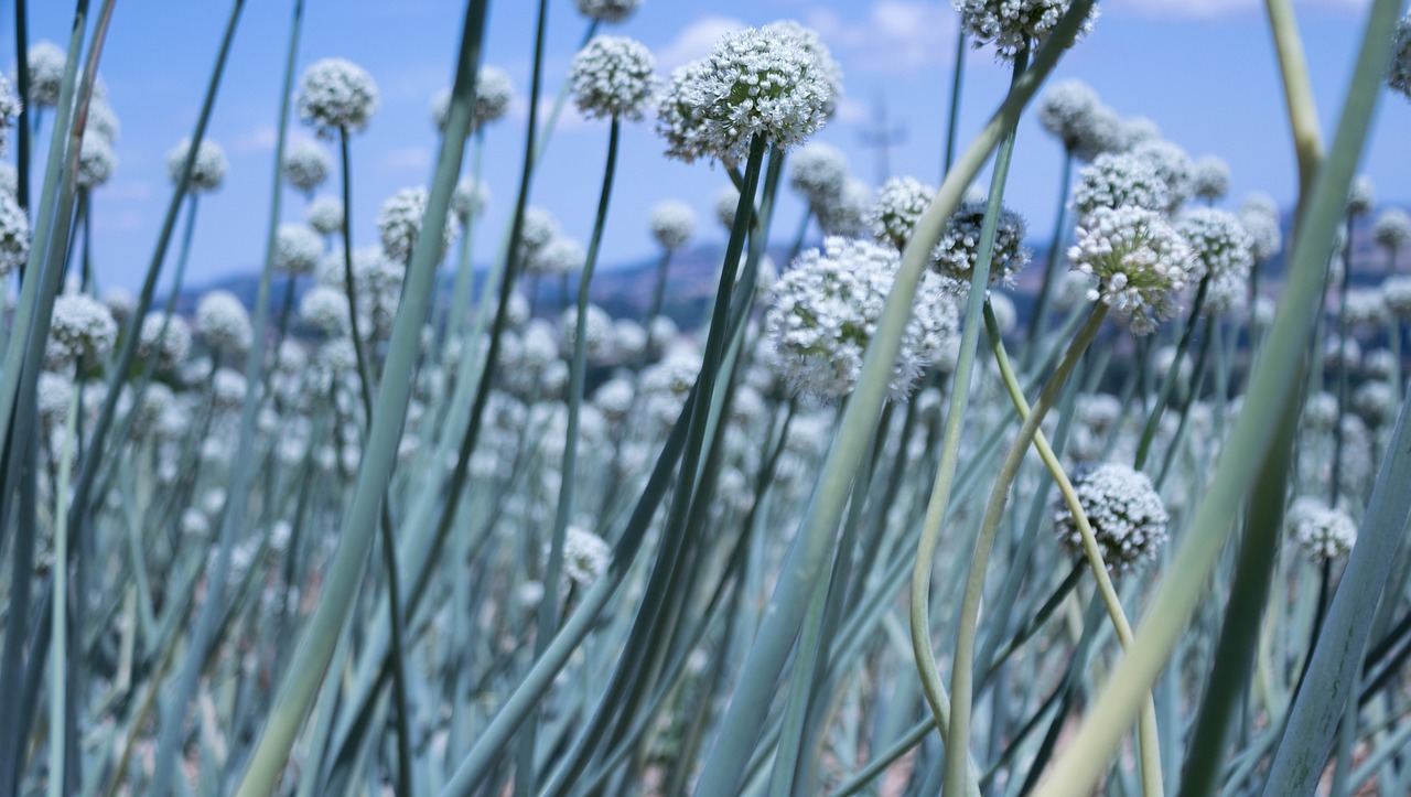 最新仿真花圖片與價(jià)格，美化生活的藝術(shù)品展示