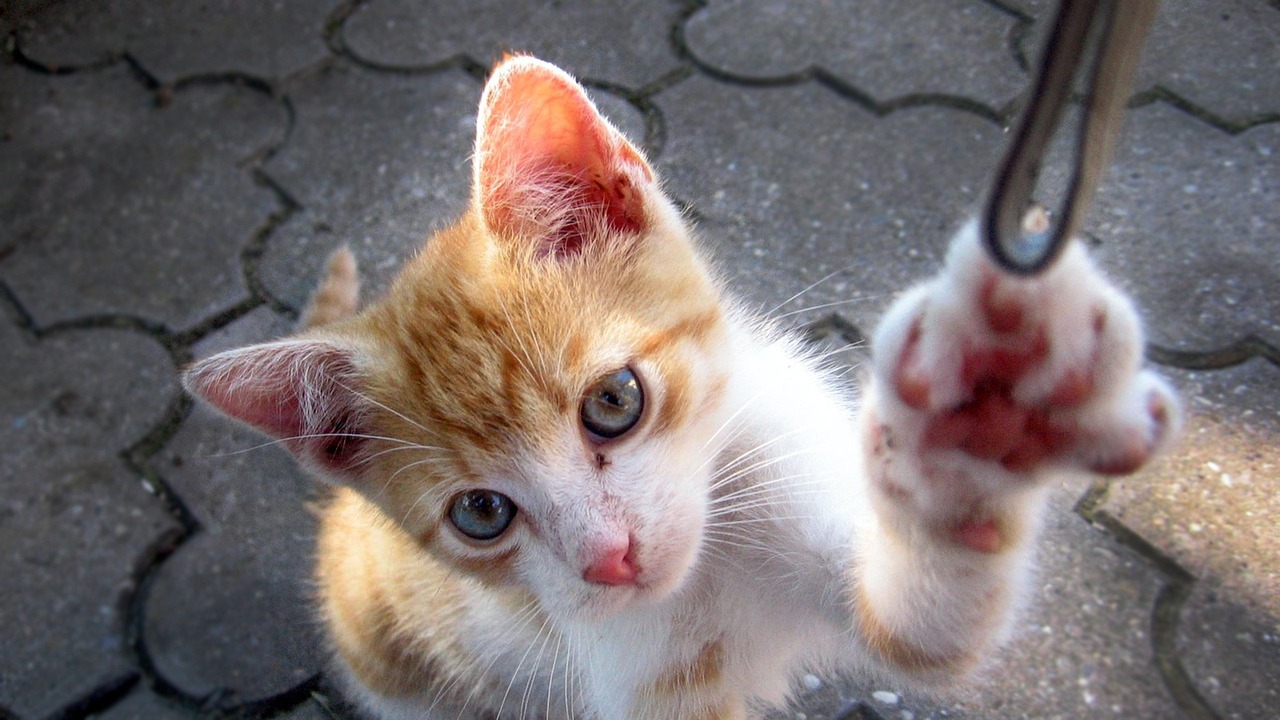 馬興田最新動(dòng)態(tài)，商業(yè)巨頭開(kāi)啟新征程