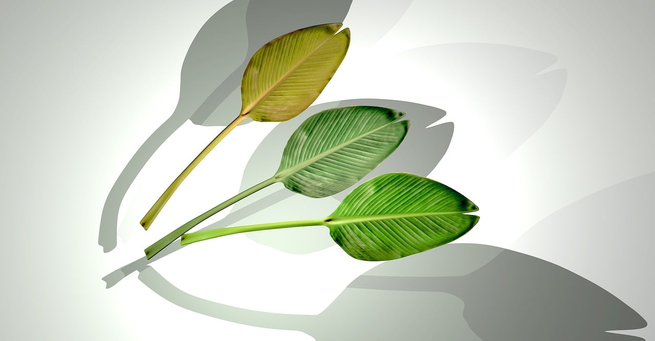 石家莊華普城最新動(dòng)態(tài)，城市發(fā)展的脈搏與未來展望揭秘