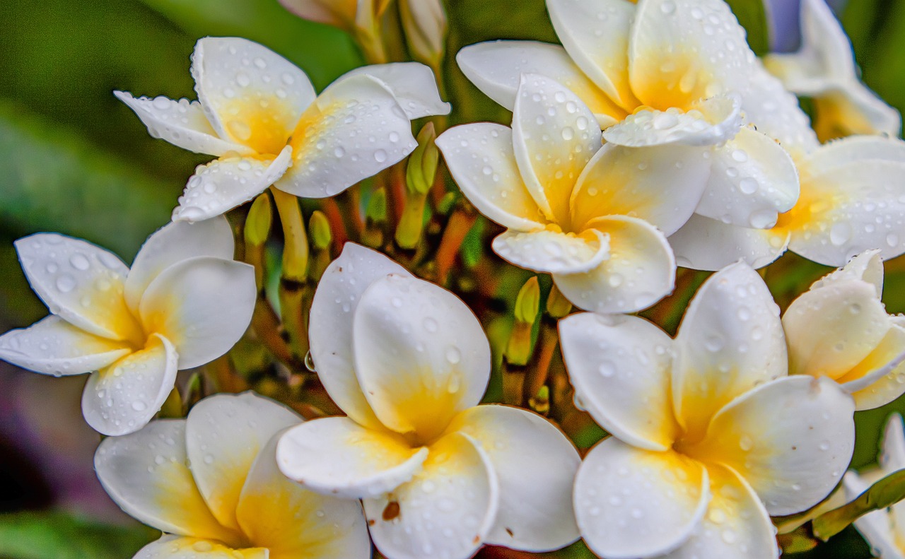 最新生肖桃花運分析，揭秘2016年生肖桃花運勢