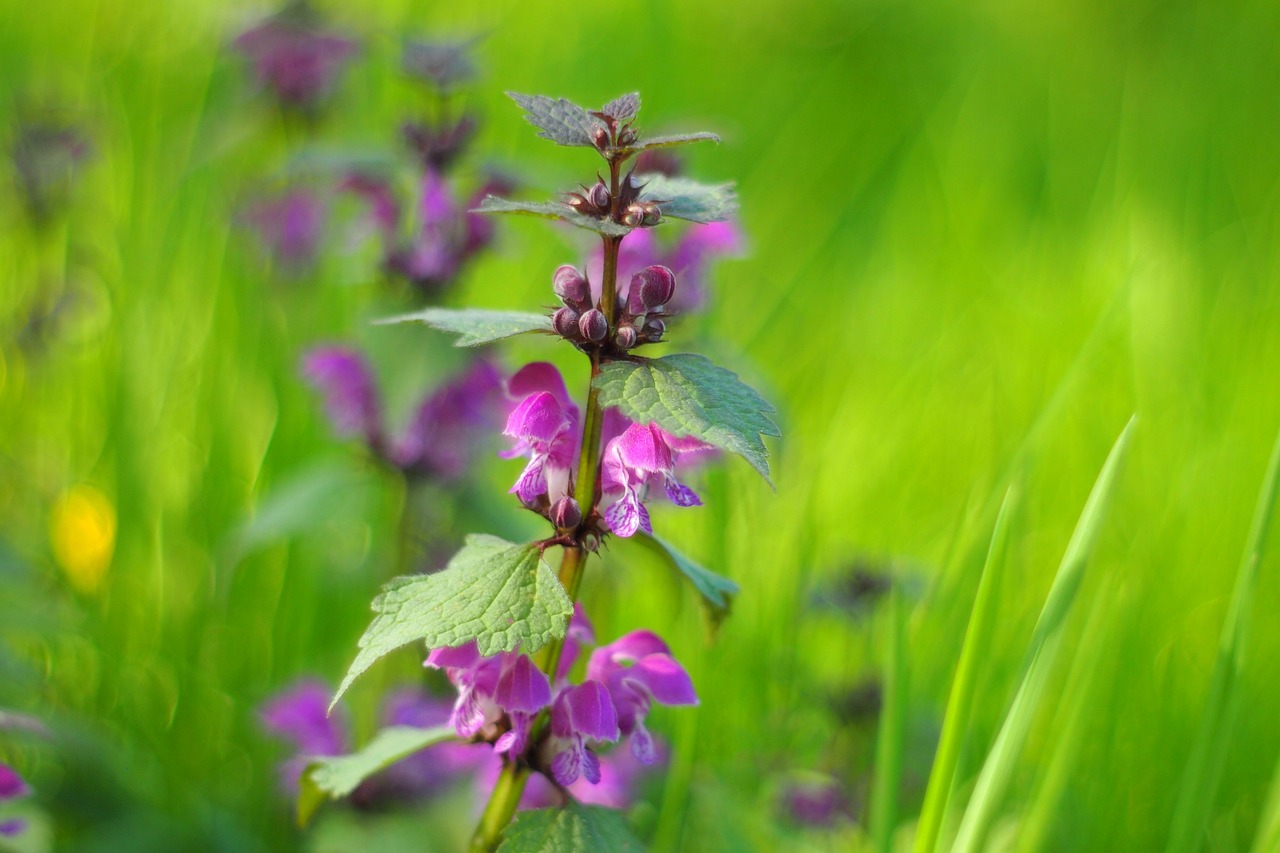 濱州環(huán)保督察最新動態(tài)，堅定推動綠色發(fā)展步伐