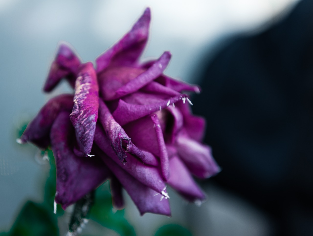 天津老年卡最新動態(tài)，關(guān)愛老年人，打造便捷生活