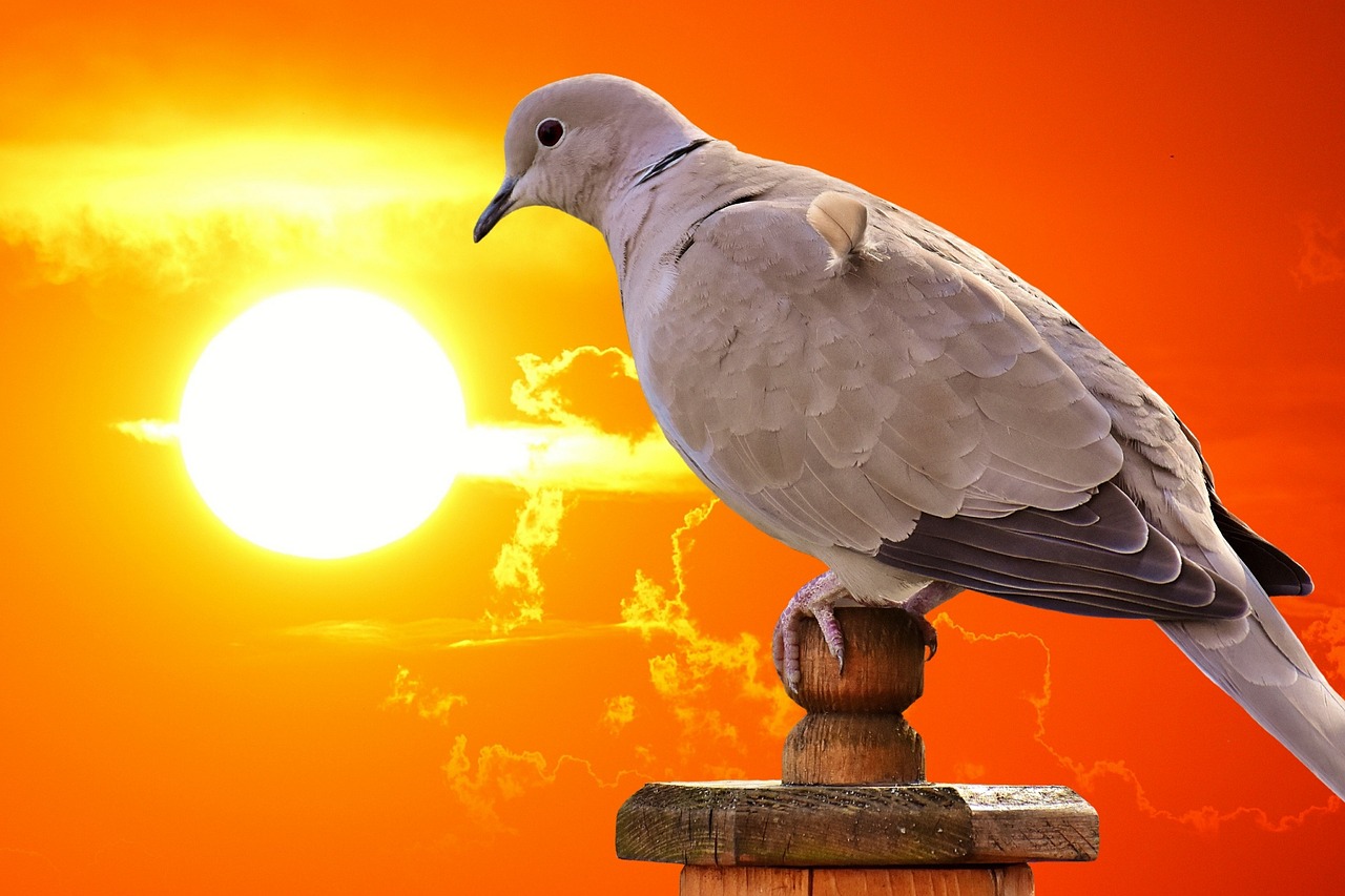 最新名家天落鴿圖片的藝術(shù)魅力與賞析，揭秘其獨(dú)特魅力及賞析精選圖片