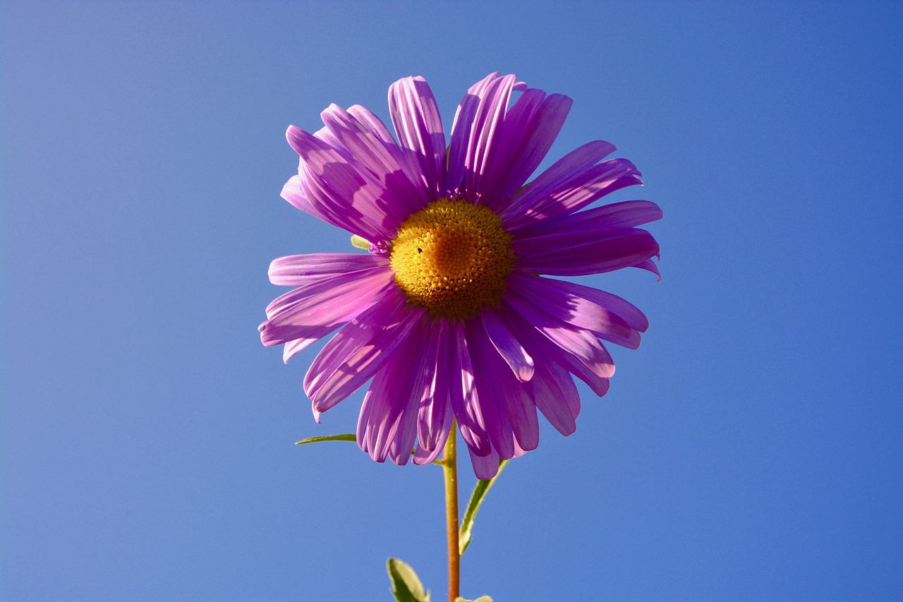 六安紫御府最新動(dòng)態(tài)，引領(lǐng)城市生活新潮流