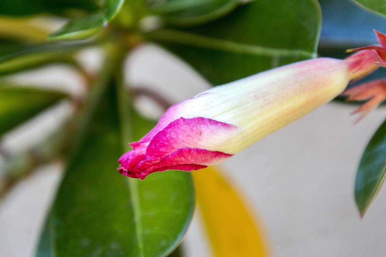 紅崖子花生米最新價格及市場動態(tài)分析，洞悉市場趨勢與價格動態(tài)