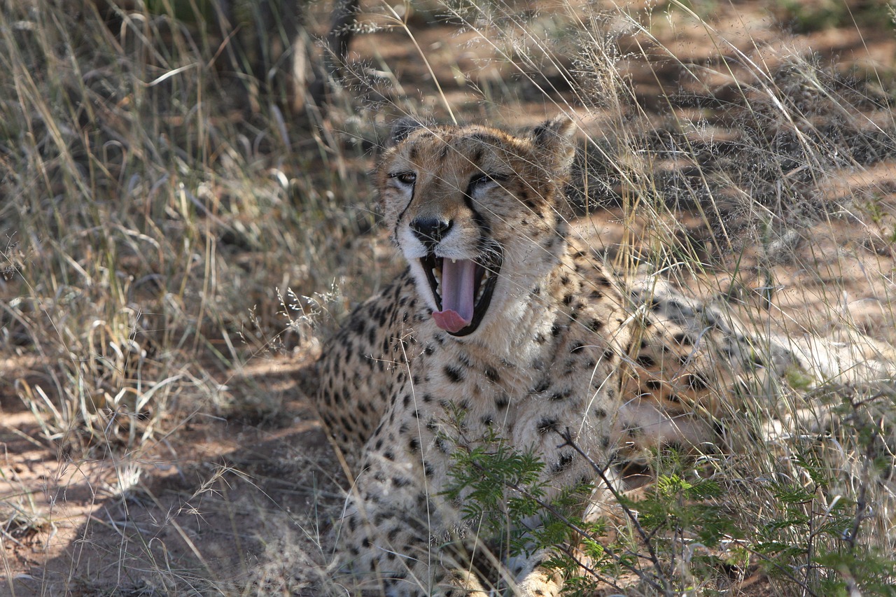 最新人與動(dòng)物電影網(wǎng)站，探索人與自然的和諧共生之道