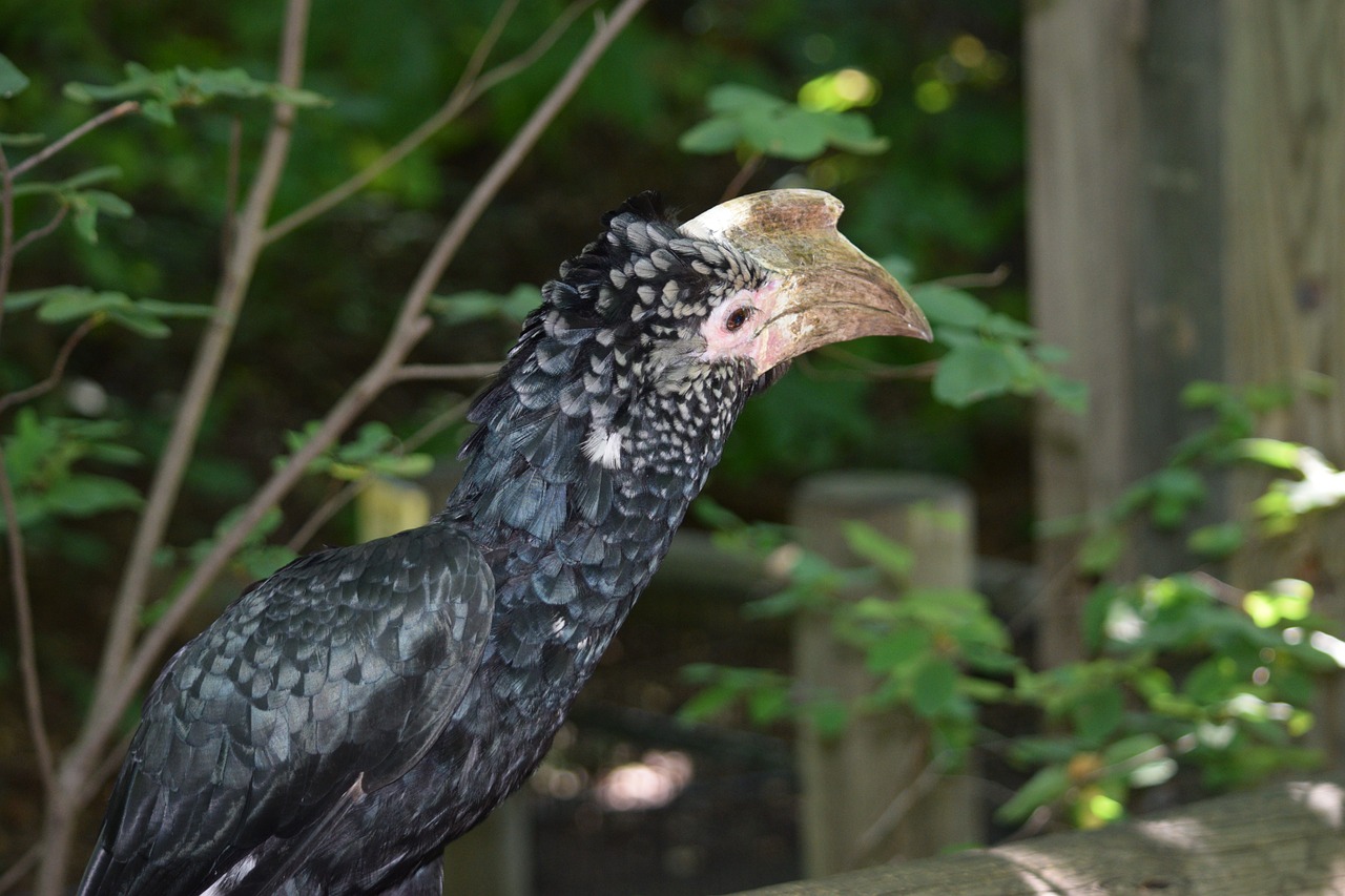 探尋保定城市中的自然之聲，最新百靈鳥信息一覽