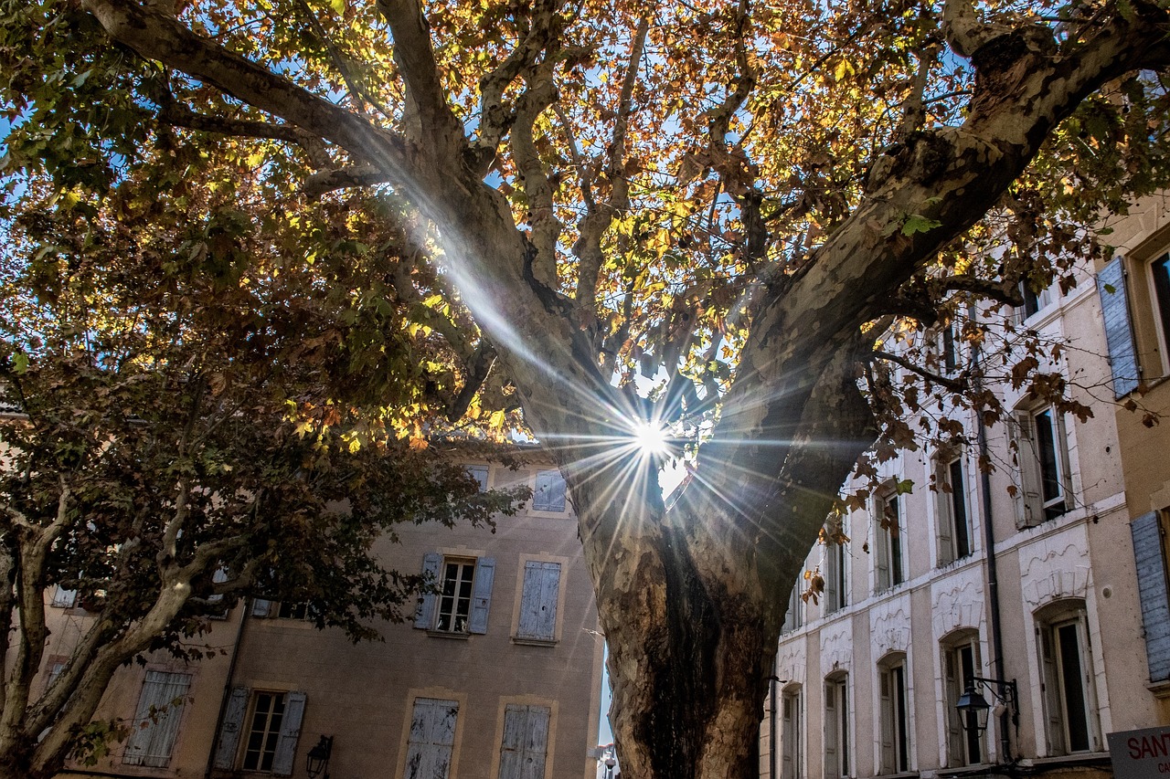 陽光大道點贊新時代，輝煌篇章的展現(xiàn)