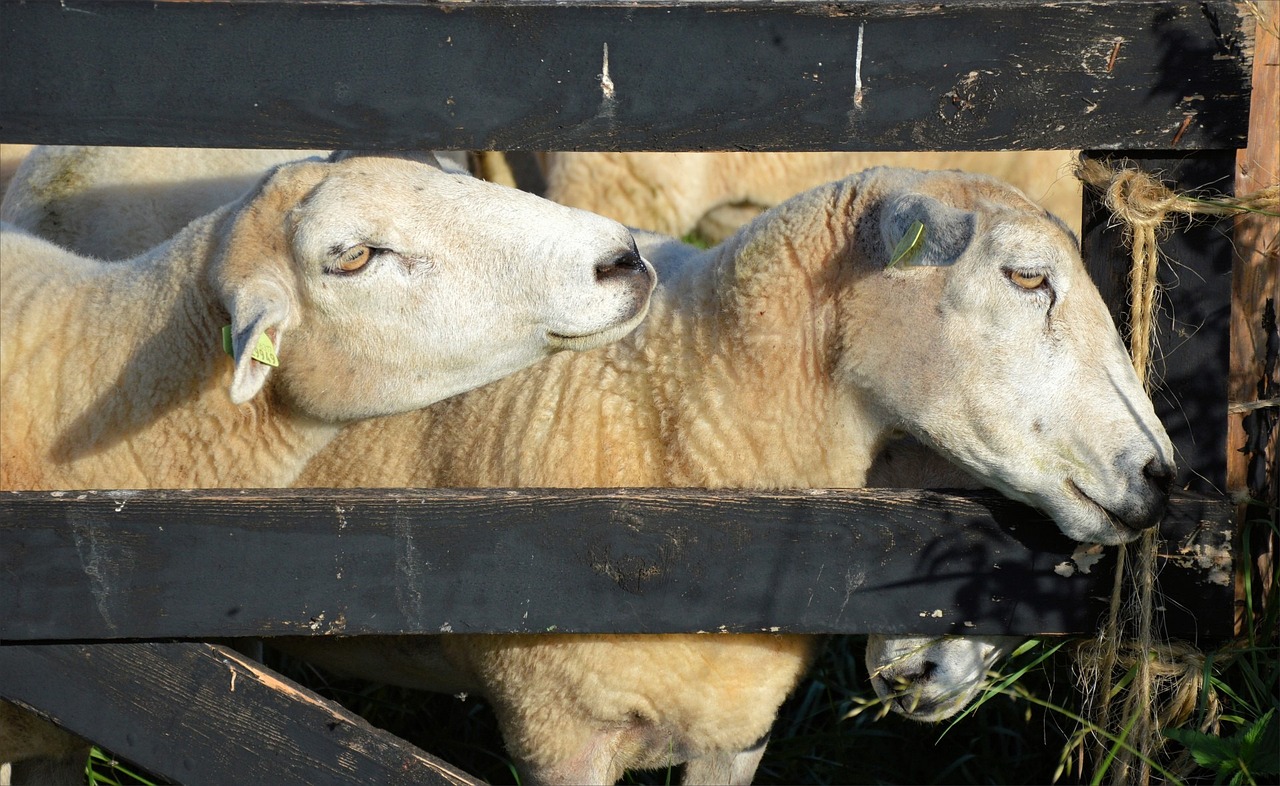 寂寂無(wú)言 第18頁(yè)