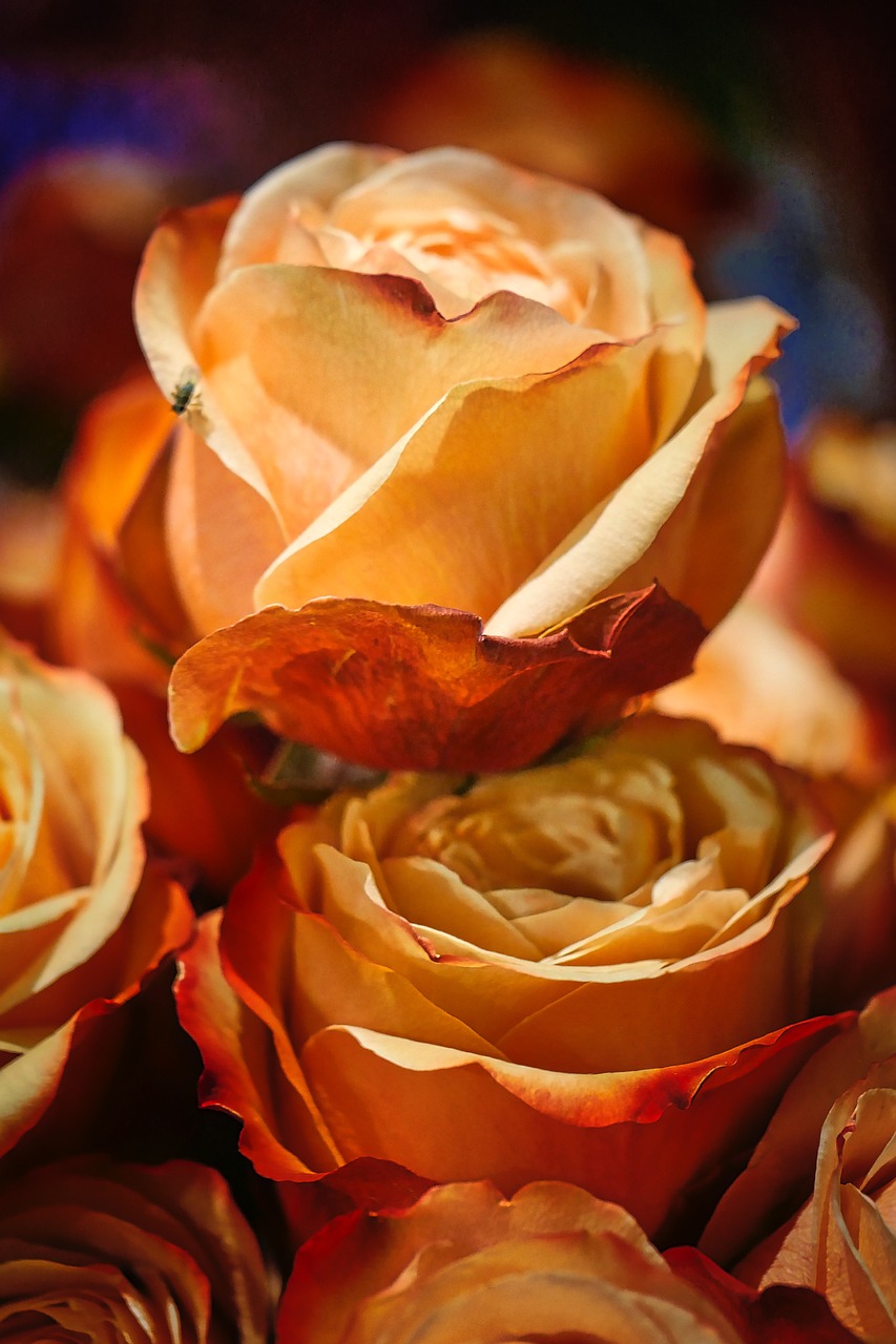 香堤藝墅最新動態(tài)，揭開未來藝術(shù)生活序幕