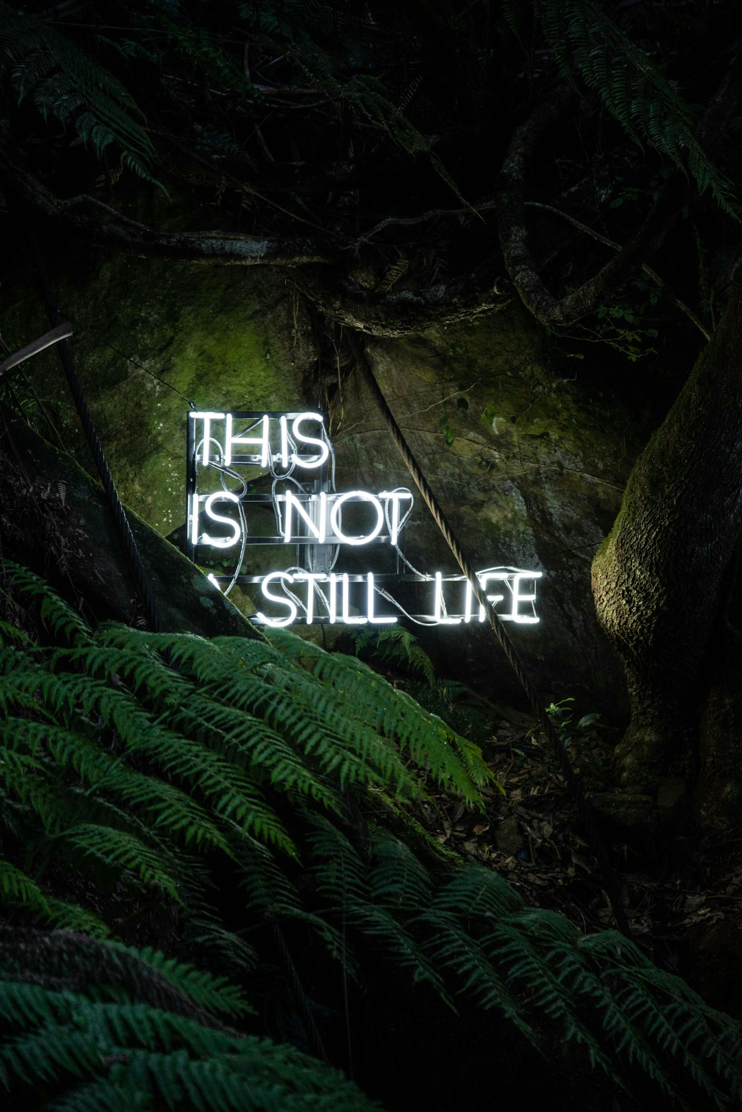 雪鷹領(lǐng)主最新章節(jié)更新，熱血冒險(xiǎn)與成長(zhǎng)之旅