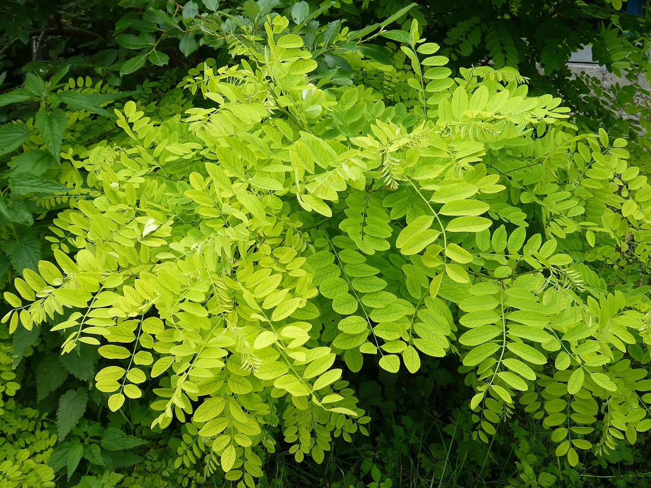 幸福林帶三期最新進展，綠色生活展望，未來動態(tài)揭秘