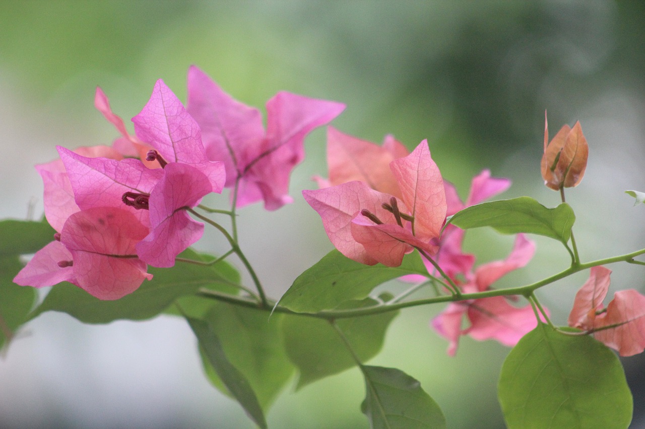 咸陽一品蘭軒最新動態(tài)揭秘，卓越品質(zhì)展現(xiàn)，未來發(fā)展探索之路
