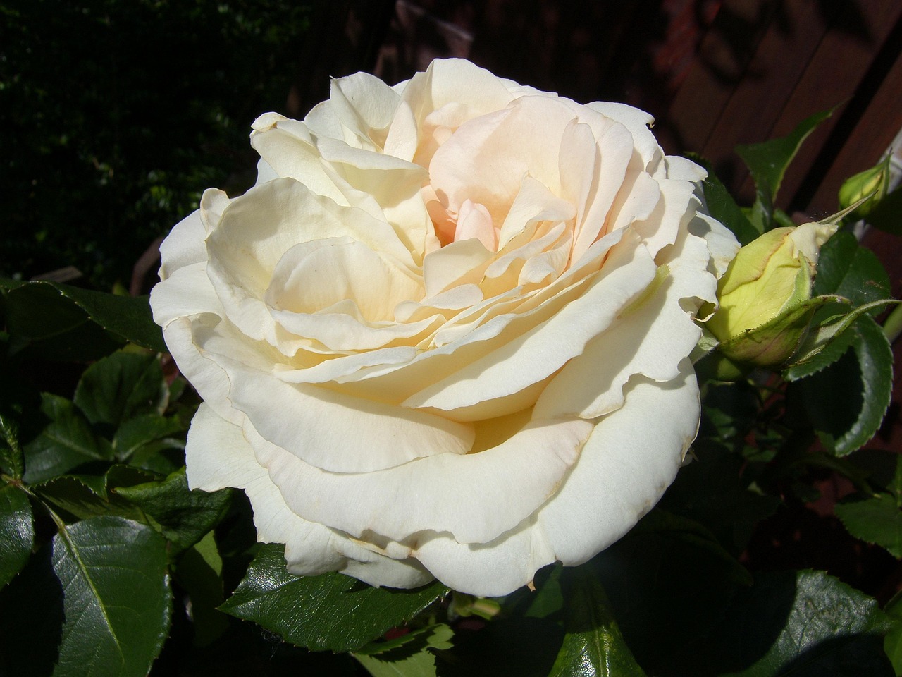 海口美麗華居最新動態(tài)，繁華都市中的理想居所更新消息