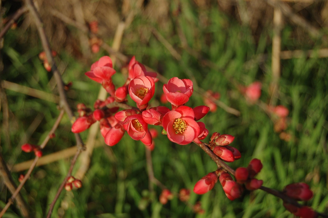 長治花園歌城最新動態(tài)報道，最新消息一覽
