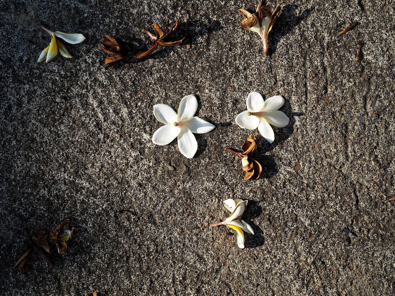 紅安余學武最新消息更新，余學武的最新動態(tài)揭秘