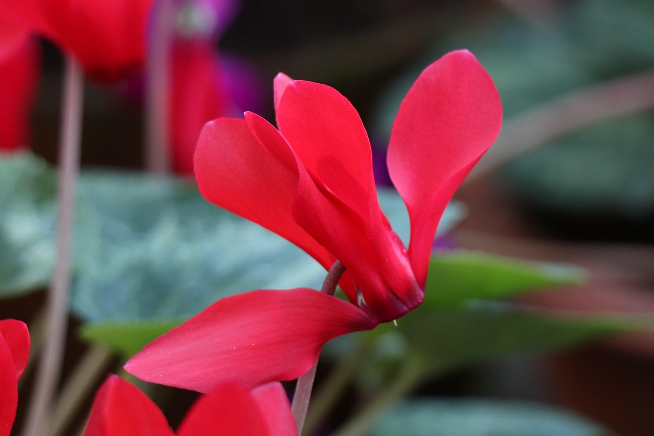 深度解析軍事動態(tài)與全球安全局勢，軍情觀察最新一期報道速遞