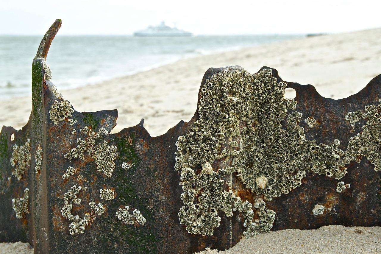 日本失聯(lián)老師最新動態(tài)，搜救行動進(jìn)展與持續(xù)關(guān)注聚焦