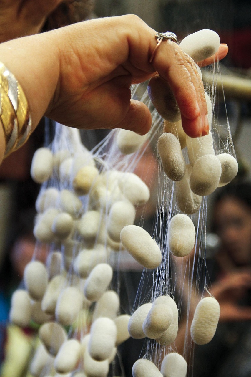 三殿村改造最新動態(tài)，重塑鄉(xiāng)村風(fēng)貌，邁向現(xiàn)代化進程