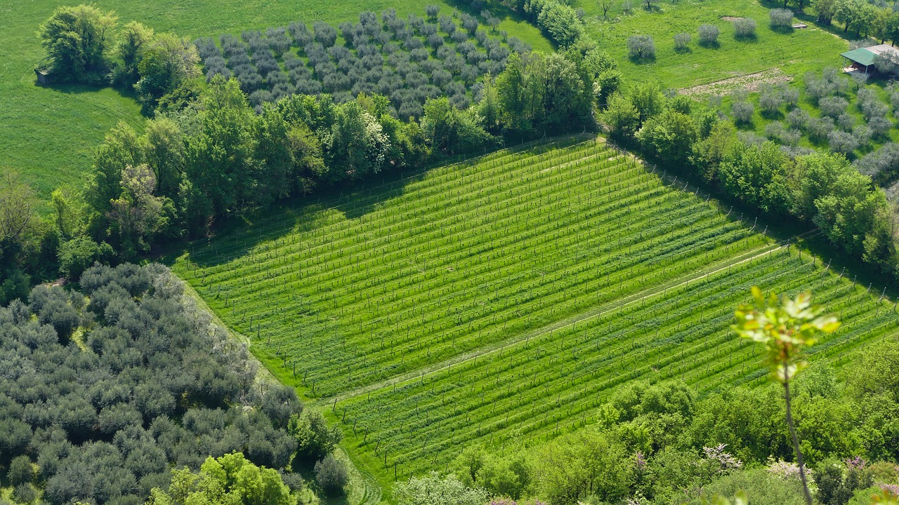 東營農(nóng)高區(qū)引領(lǐng)農(nóng)業(yè)科技創(chuàng)新，助力鄉(xiāng)村振興最新消息揭秘