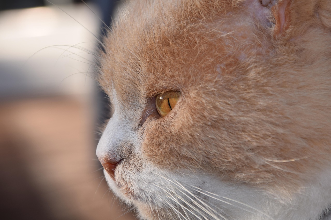 紅島經(jīng)濟(jì)區(qū)最新動(dòng)態(tài)解析，發(fā)展概況與深度解讀