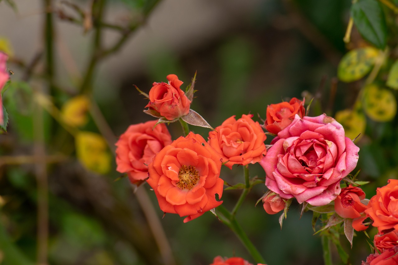 翠金湖美墅島最新動態(tài)揭秘，生態(tài)宜居，未來展望可期