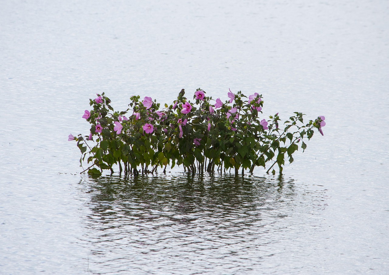 宜張高速湖南建設進展順利，助力地方經濟發(fā)展新動態(tài)