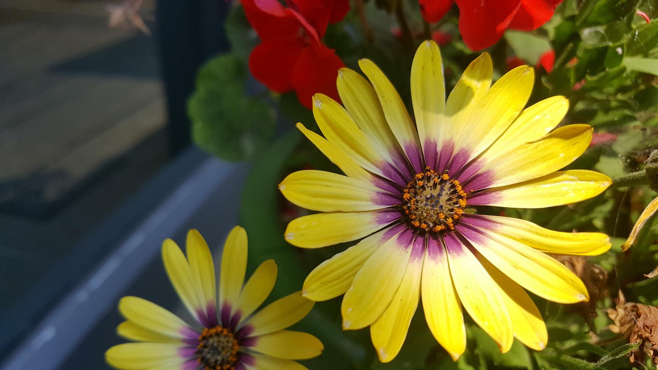 河南三胎政策最新動態(tài)，全面解讀與深度探討