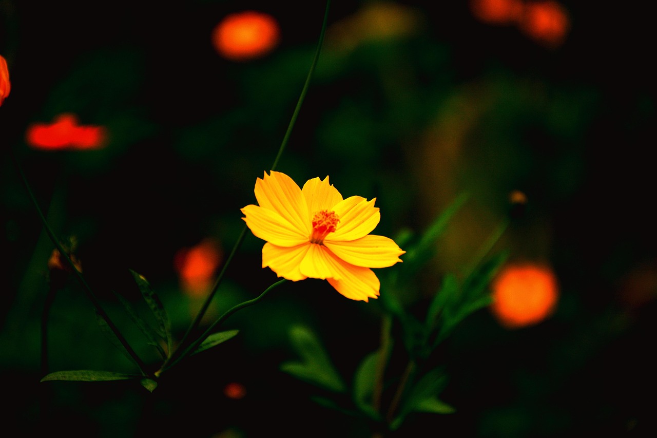 普鑫上東郡最新消息全面解析與動態(tài)更新