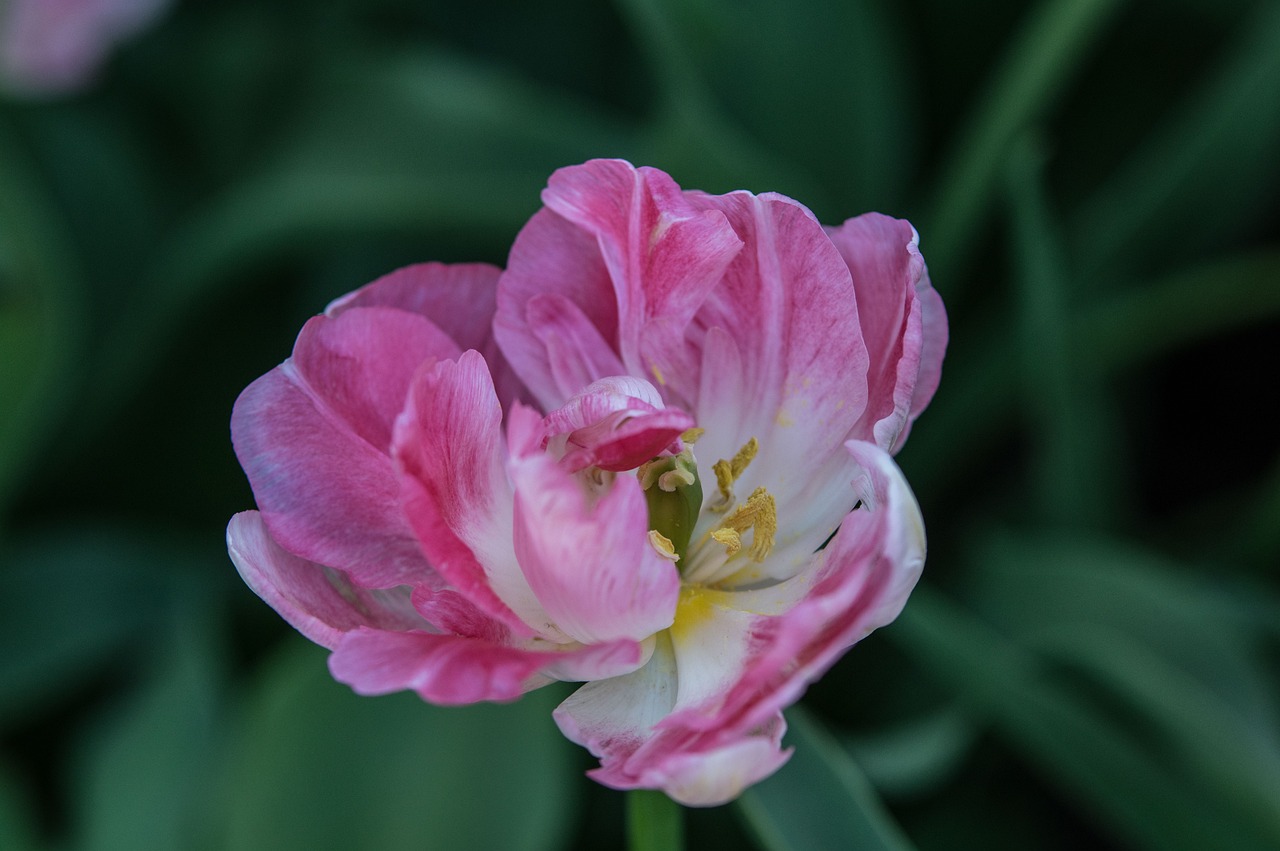 南京融創(chuàng)臻園最新動態(tài)解析，深度了解最新消息