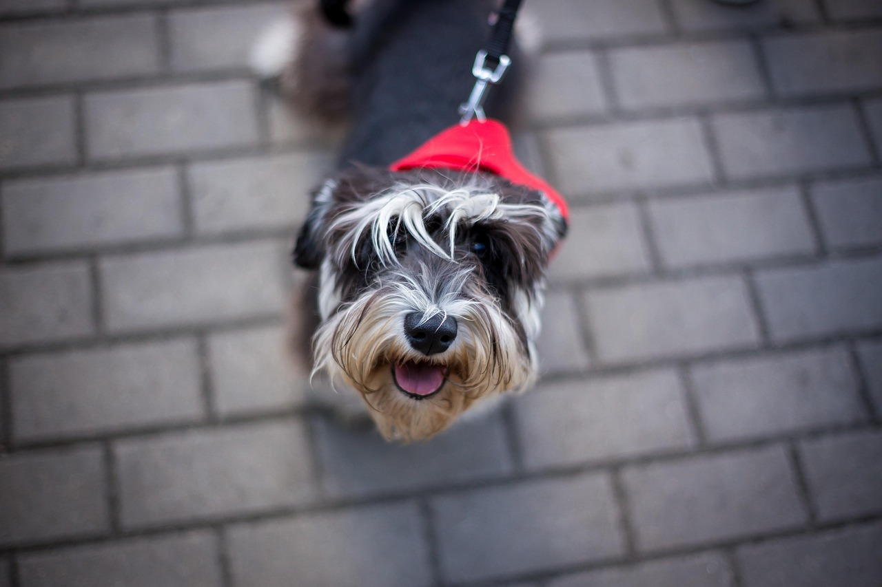 王玲玲與小一鳴的最新動(dòng)態(tài)，星光璀璨，未來(lái)可期