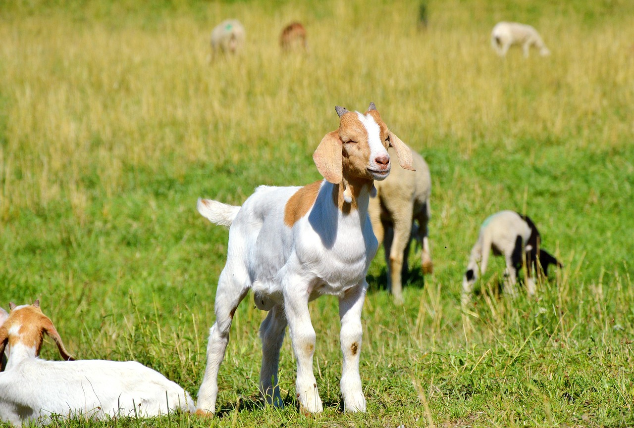 探索貓咪世界，最新應(yīng)用程序下載安裝指南