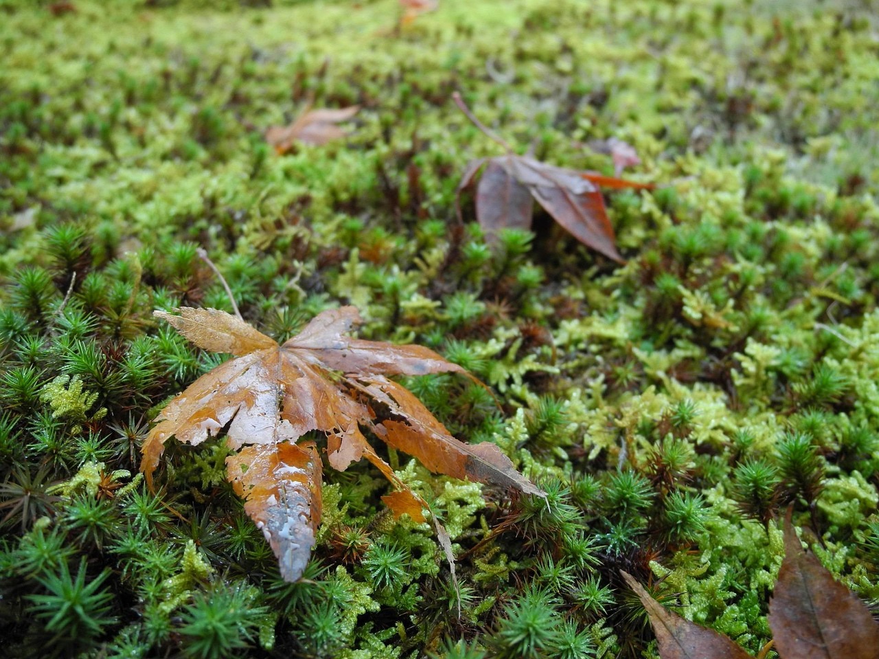 兩會聚焦，最新城管動態(tài)與消息解讀
