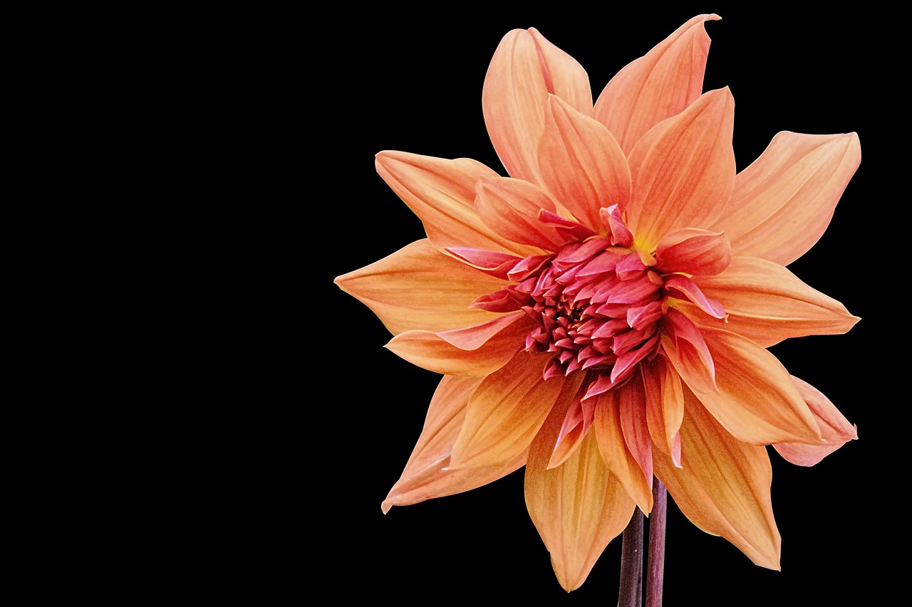 社會(huì)撫養(yǎng)費(fèi)廢止最新動(dòng)態(tài)，重塑人口政策，未來展望揭曉