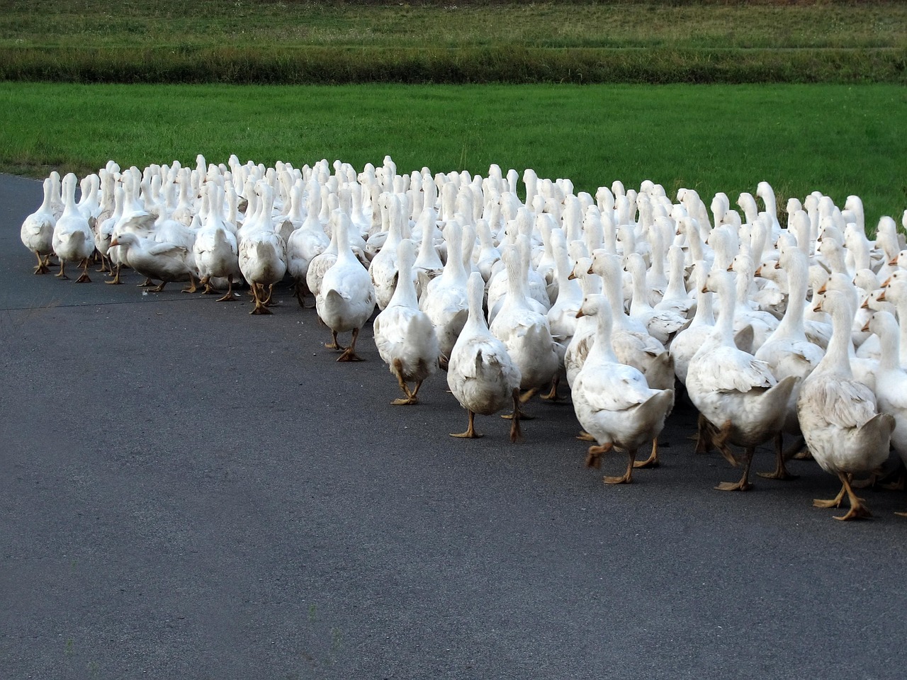 后牛坊村搬遷最新動態(tài)，變化中的鄉(xiāng)村未來