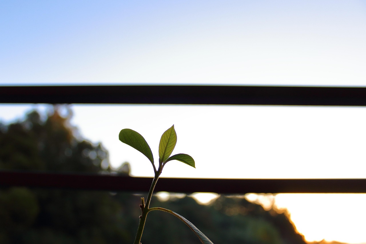 朗詩紅樹林最新動態(tài)，引領綠色生活新篇章，開啟全新篇章