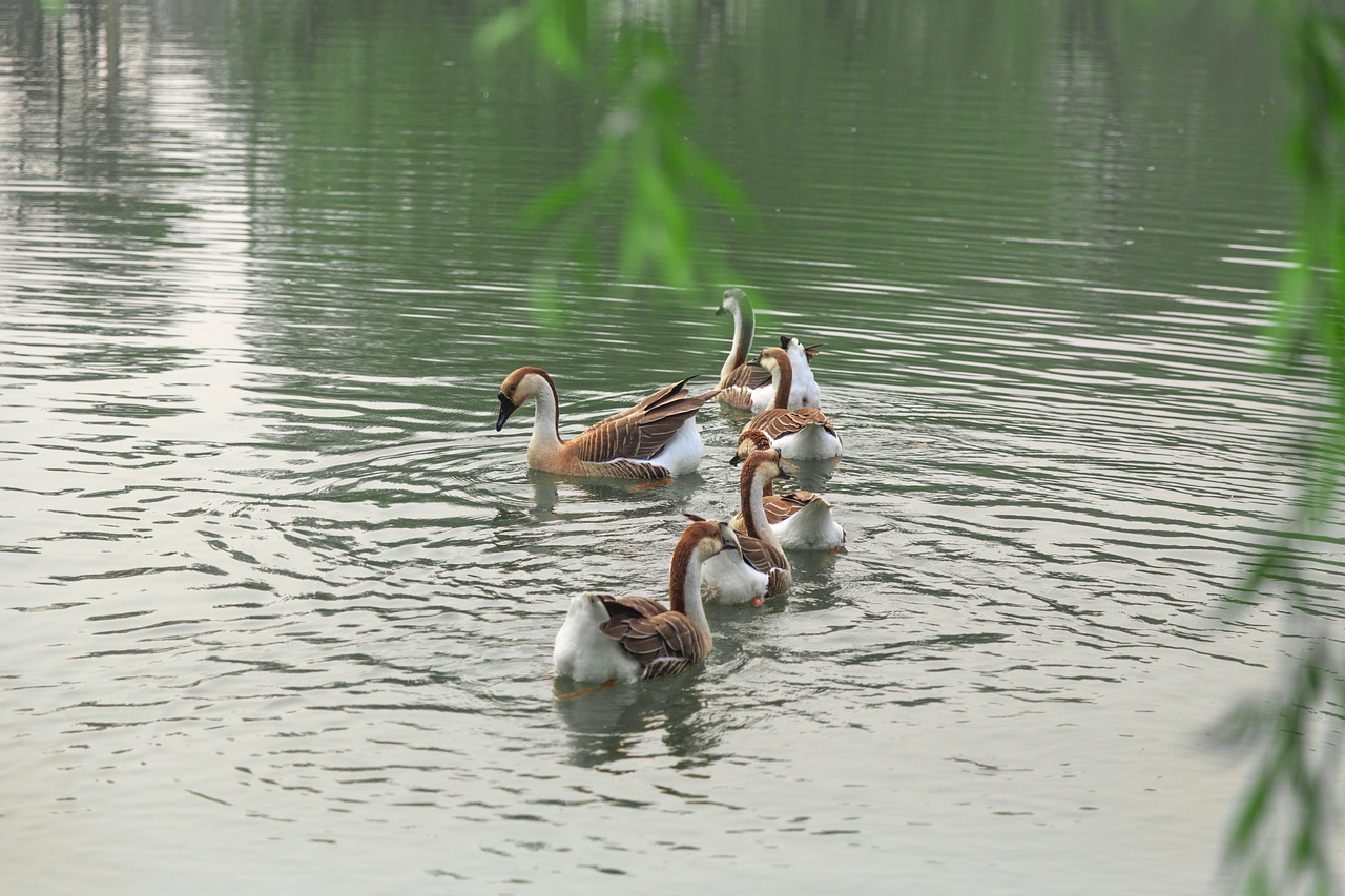 澳門科技大學最新消息綜述，發(fā)展動態(tài)與亮點展示