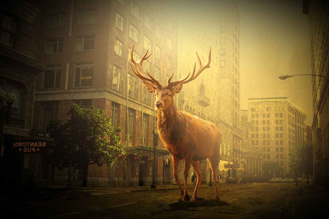 鹽城市網(wǎng)約車最新動態(tài)，行業(yè)變革與發(fā)展趨勢