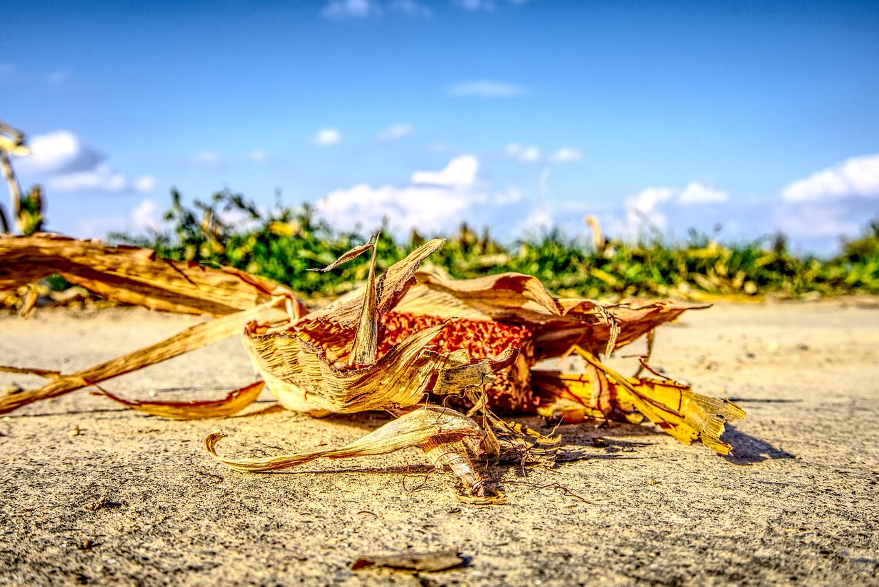 涿州京南一品最新動(dòng)態(tài)，持續(xù)更新與深度解讀