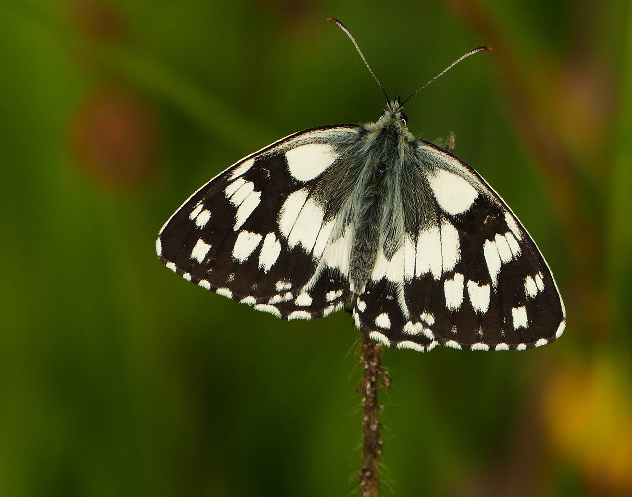 永年縣二手房最新信息概覽，最新房源、價(jià)格及交易動態(tài)一網(wǎng)打盡