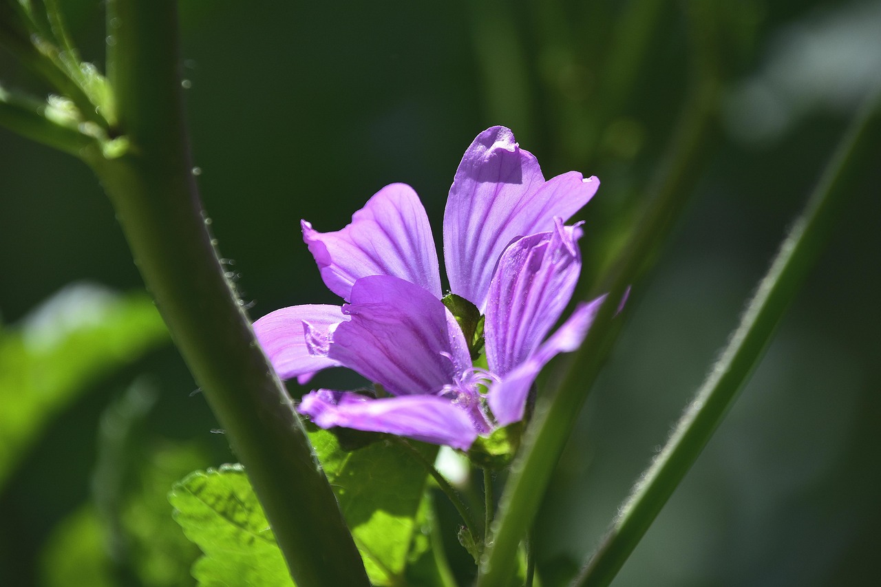 特朗普禁穆令最新動態(tài)，爭議與真相深度解讀