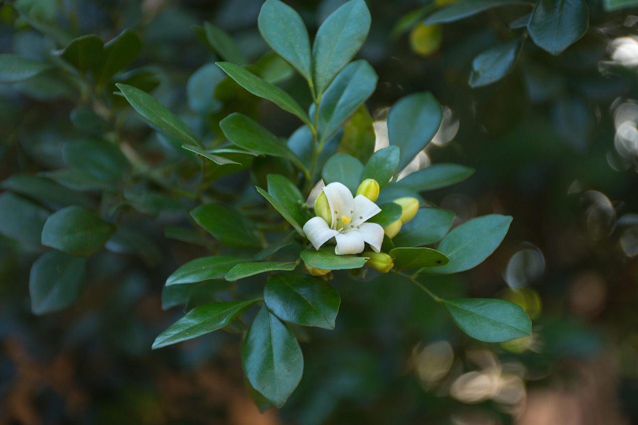 中醫(yī)藥法最新動態(tài)，邁向現(xiàn)代化與規(guī)范化的新征程